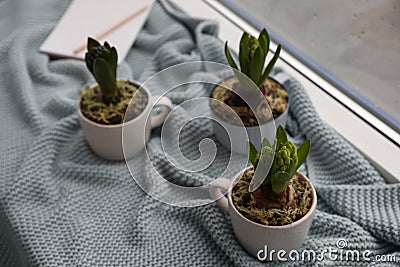 Potted hyacinth flowers on plaid near window Stock Photo