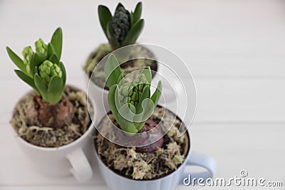 Potted hyacinth flowers on white wooden table, closeup Stock Photo