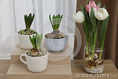 Potted hyacinth plants and tulips with bulbs on wooden table Stock Photo