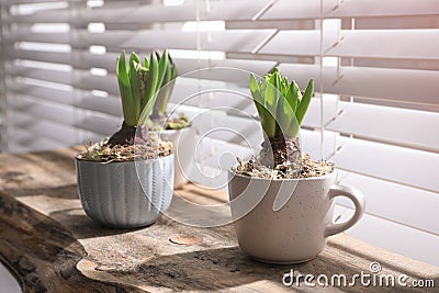 Potted hyacinth plants on wooden table near window Stock Photo