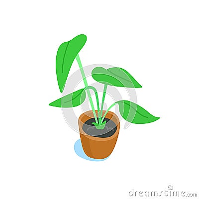 Potted indoor plant illustration. Leafy house plant in a pot. Flat vector illustration isolated on white. Vector Illustration