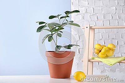 Potted lemon tree and ripe fruit on white table Stock Photo