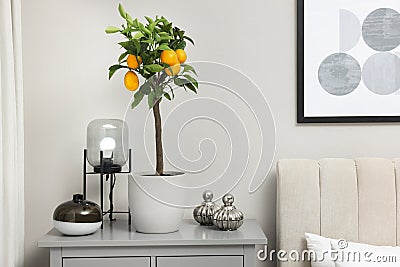 Potted lemon tree with ripe fruits on chest drawers in bedroom Stock Photo