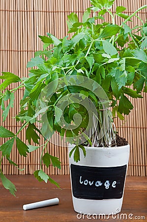 Potted lovage herb with label Stock Photo