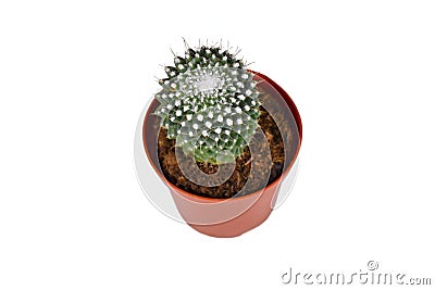 Potted 'Mammillaria Pringlei' lemon ball cactus Stock Photo