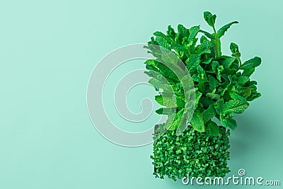 Potted microgreens sprouts of fresh green watercress bunch of mint on pastel turquoise background. Gardening healthy food Stock Photo