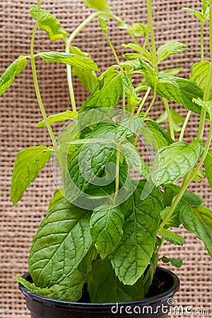 Potted Organic Peppermint Plant with roots in fertilized soil isolated on natural burlap. Species: Mentha x Piperita. Stock Photo