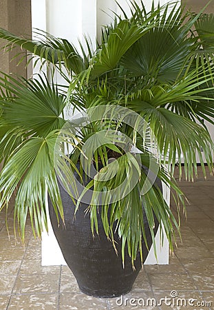 Black And Red >> Potted Palm Tree Stock Images - Image: 12968664 Black And Red >> Potted Palm Tree Stock Images - Image: 12968664