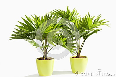 Potted Palm tree against white background Stock Photo