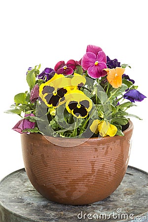 Potted pansies Stock Photo