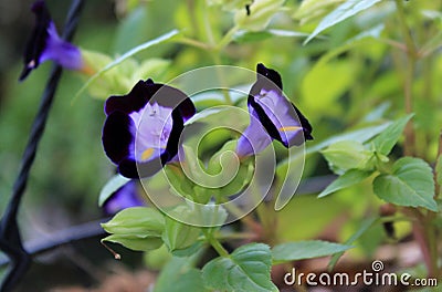 Potted Petunia flowers in garden closeup Stock Photo