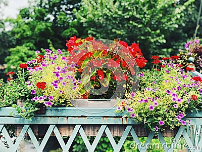 Potted Petunia hybrida and Begonia semperflorens flowers blooming Stock Photo