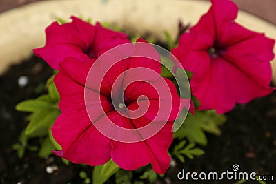 Potted petunia plant with beautiful bright flowers, closeup Stock Photo