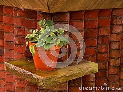 Potted Plant Stock Photo