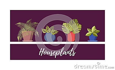 Potted plant collection. Different house plants set, vector flat cartoon illustration Vector Illustration