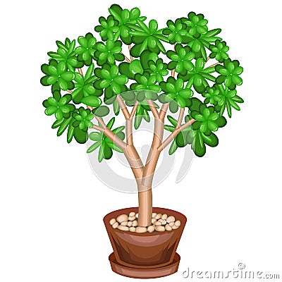 A potted plant. Green money tree, Crassulaceae, with fleshy green leaves. Symbol of happiness, luck and wealth. Pleasant Cartoon Illustration