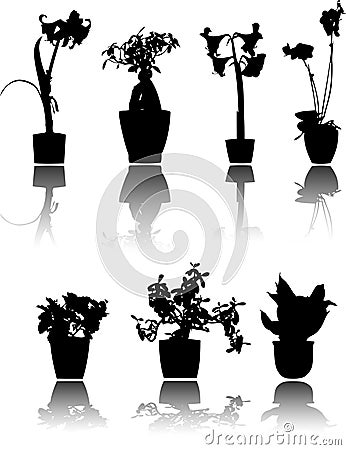 Potted plants Stock Photo