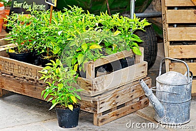 Potted plants Stock Photo