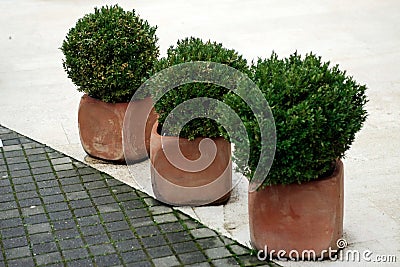 Potted plants Stock Photo