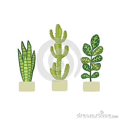 Potted plants in pots. Cactus euphorbia, Codiaeum variegatum, Sansevieria. Vector Illustration