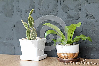Potted plants on wooden countertops Stock Photo