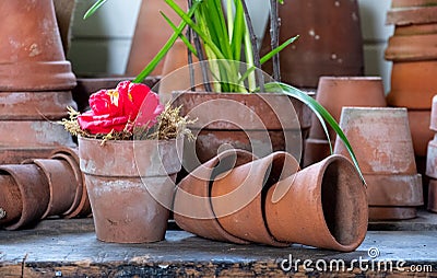 Potted red camelia flower amongst a creative display of terracotta pots. Stock Photo