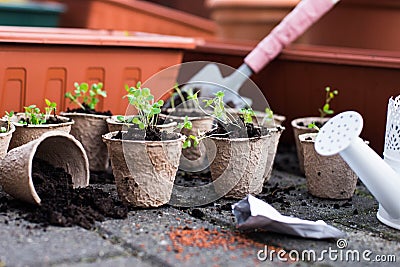 Potted seedlings growing in biodegradable peat moss pots from above. Stock Photo