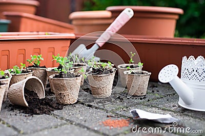 Potted seedlings growing in biodegradable peat moss pots from above. Stock Photo