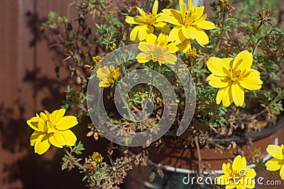 Potted shrub with cluster of vivid yellow flowers Stock Photo