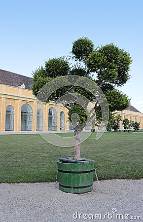 A potted shrub in the garden Stock Photo