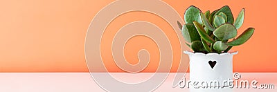 Potted succulent house plant on white shelf against coral orange colored wall. Succulent banner. Stock Photo