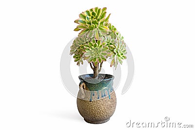 Potted succulent plant isolated Editorial Stock Photo