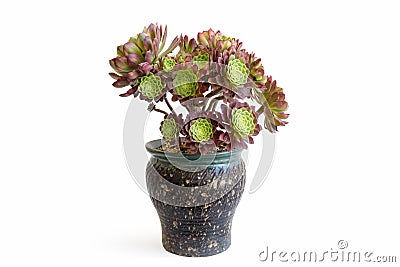 Potted succulent plant isolated on white Editorial Stock Photo