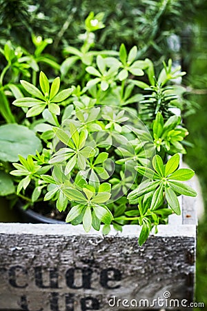 Potted Sweet Woodruff, Galium odoratum in crate Stock Photo