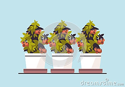 potted tomatoes plants in pots planting greenhouse botanical garden concept Vector Illustration