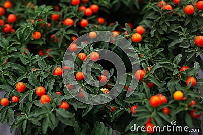 Potted Winter cherry plant or Jerusalem cherry Solanum Pseudocapsicum, ornamental plant for Christmas. Solanum pseudocapsicum b Stock Photo