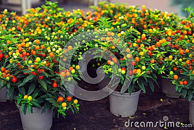 Potted Winter cherry plants or Jerusalem cherry Solanum Pseudocapsicum , ornamental plant for Christmas at a garden centre. Stock Photo