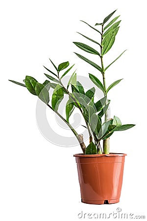 Potted zamioculcas isolated on white background. Stock Photo