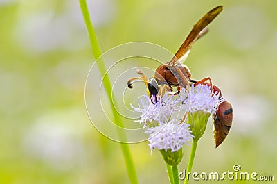 Potter Wasp - Eumenes latreilli Stock Photo
