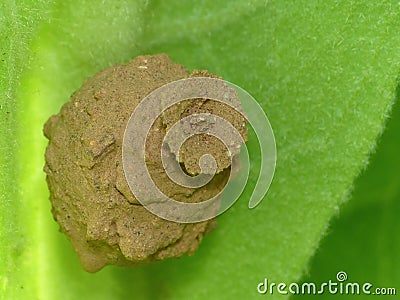 Potter Wasp Nest Stock Photo