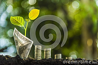 Pottery The plants are planted on top and three piles of piles. For Growth, Economic Ideas, Business Savings Stock Photo