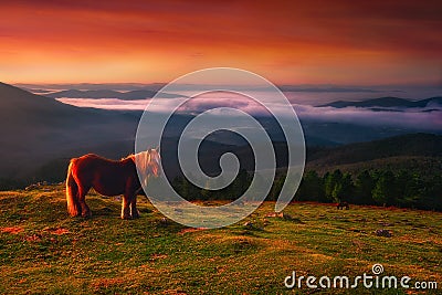 Pottoka horse in Urkiola mountains Stock Photo