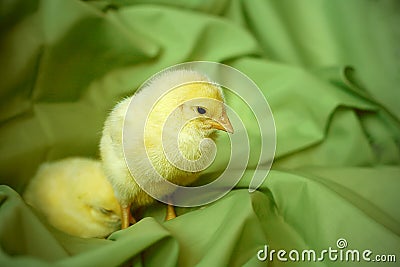 Poult Stock Photo