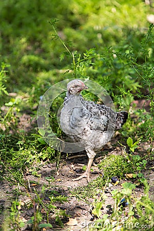 Poult summer day walking in the grass Stock Photo