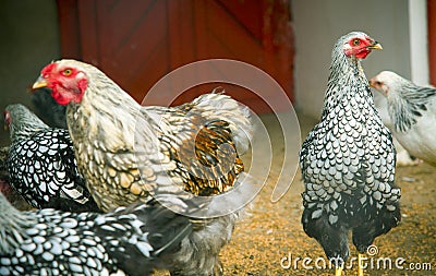 Poultry Stock Photo