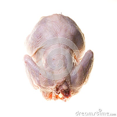 Poultry Stock Photo