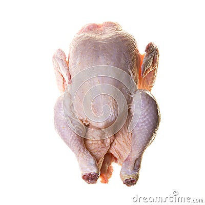 Poultry Stock Photo