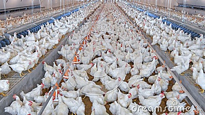 Poultry broiler in housing farm business Stock Photo