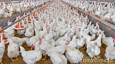 Poultry broiler in housing farm business Stock Photo