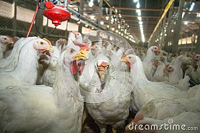 Poultry Stock Photo